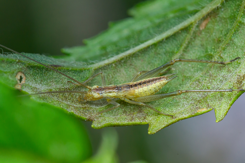Oecanthus pellucens - pirregőtücsök