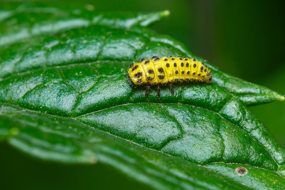 Psyllobora vigintiduopunctata - huszonkétpettyes katica