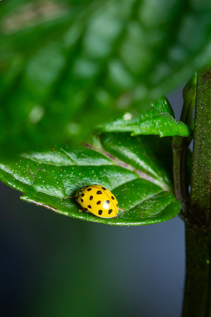 Psyllobora vigintiduopunctata - huszonkétpettyes katica