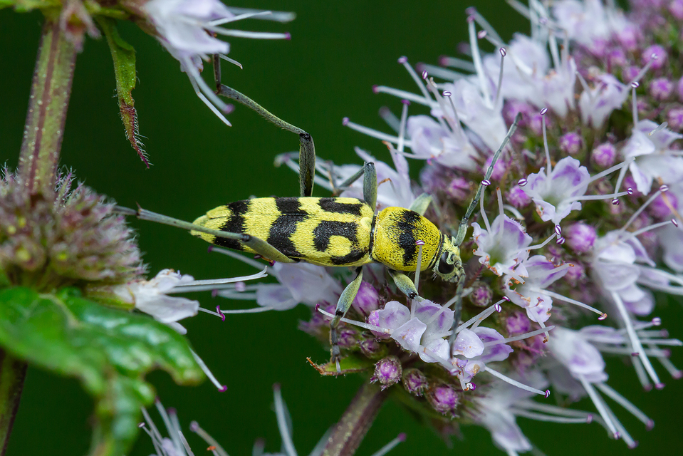 Chlorophorus varius - díszes darázscincér