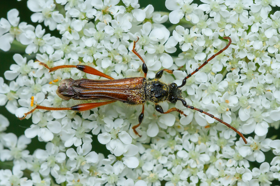 Stenopterus rufus - tarkacsápú keskenyfedőscincér