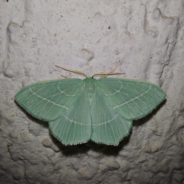 Hemistola chrysoprasaria - kékes zöldaraszoló