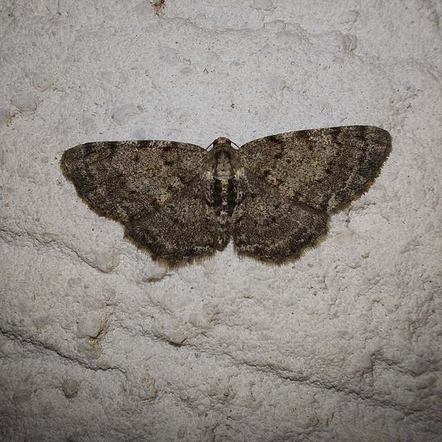 Aethalura punctulata - szürke égeraraszoló