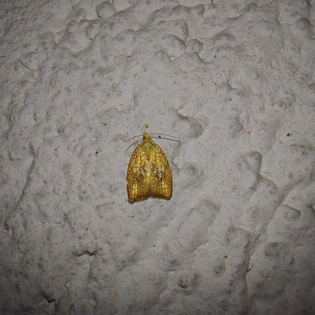 Acleris forsskaleana - juharos levélmoly