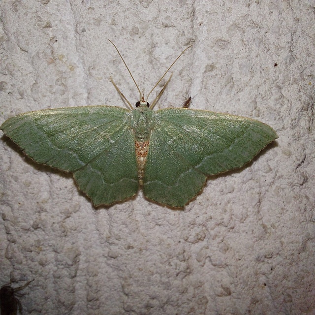 Hemithea aestivaria - nyír-zöldaraszoló
