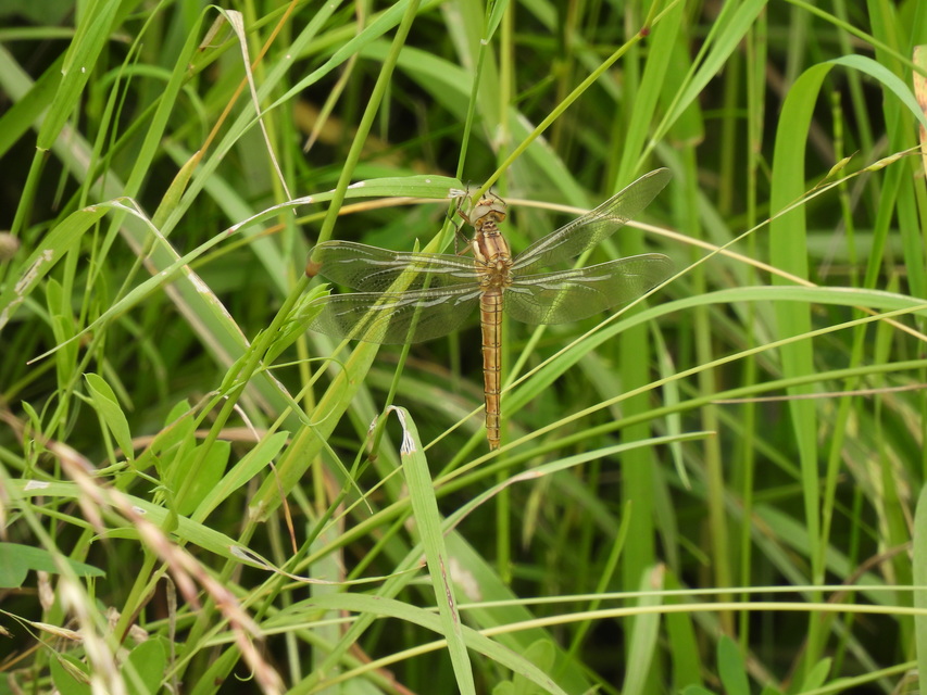 Orthetrum brunneum - pataki pásztorszitakötő
