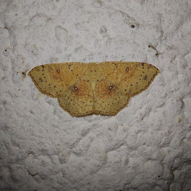 Cyclophora porata - körös pettyesaraszoló