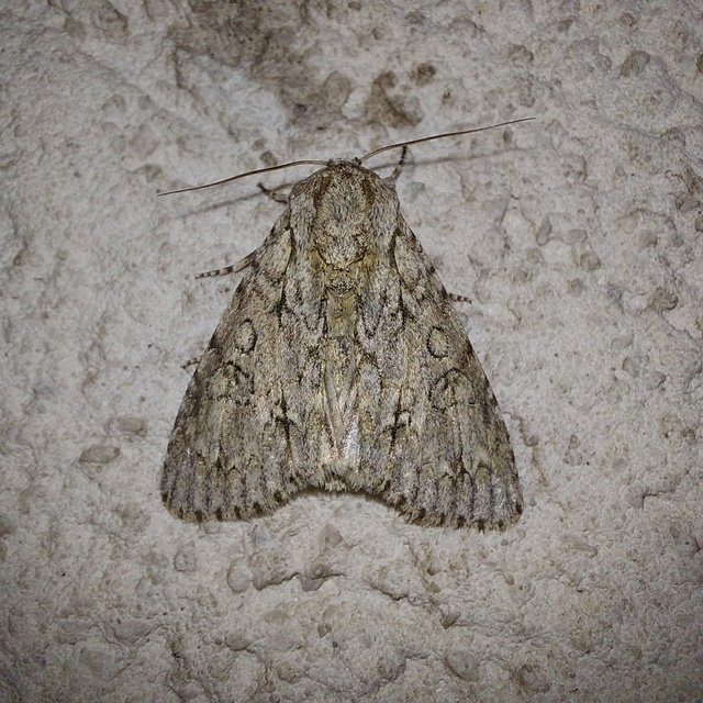 Acronicta aceris - vadgesztenye-szigonyosbagoly