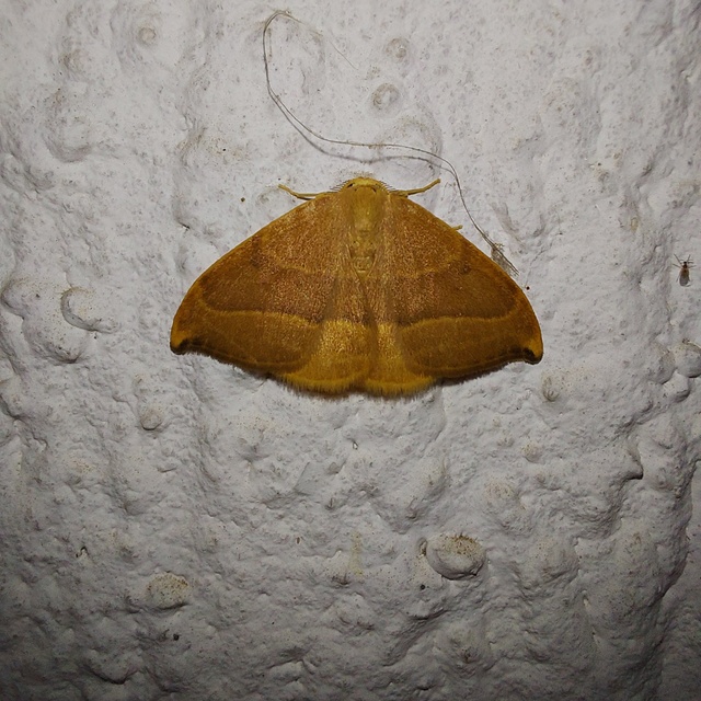 Watsonalla cultraria - bükkfa-sarlósszövő