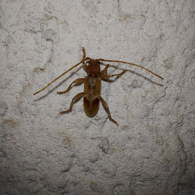 Trichoferus pallidus - sápadt éjicincér