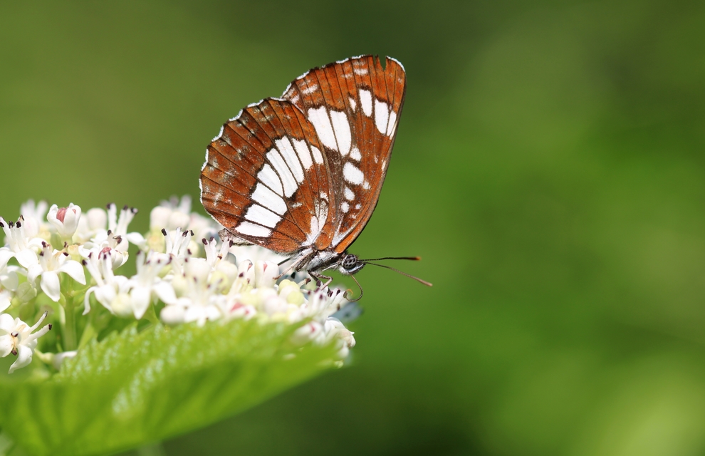 Neptis rivularis - nagy fehérsávoslepke