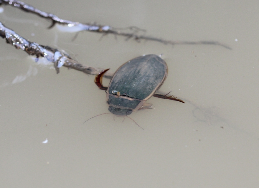 Dytiscus