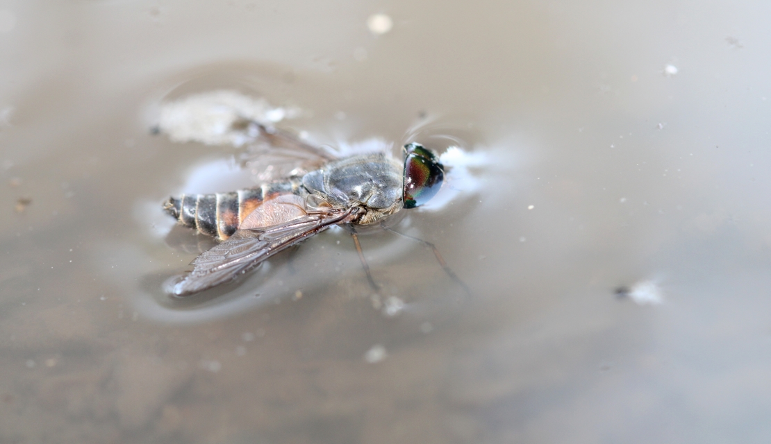 Tabaninae
