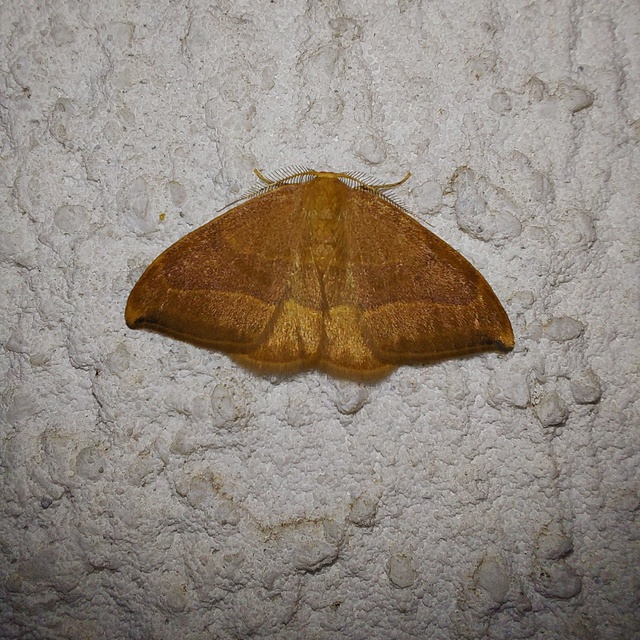 Watsonalla cultraria - bükkfa-sarlósszövő