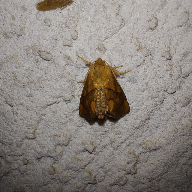 Apoda limacodes - kagylólepke
