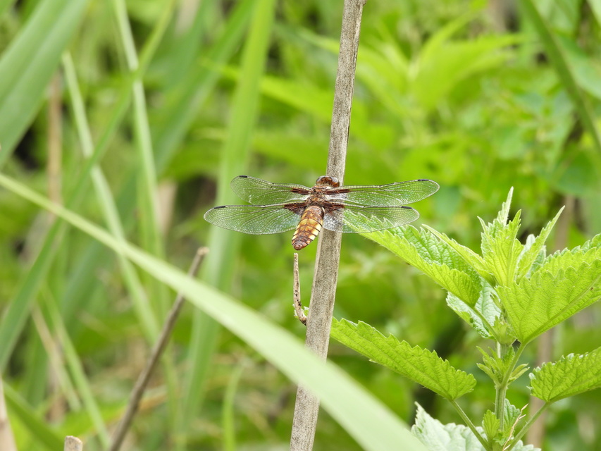 Libellula depressa - széles laposacsa