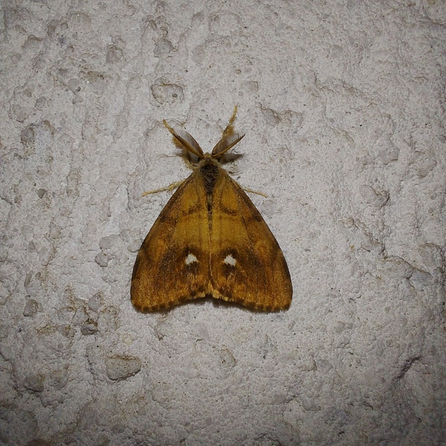 Orgyia antiqua - rozsdabarna kisszövő