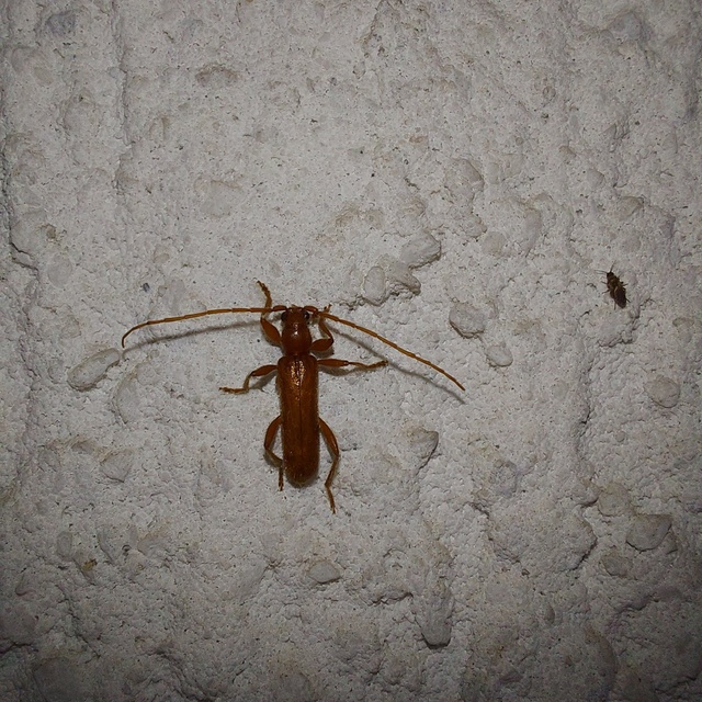 Axinopalpis gracilis - kecses selymescincér