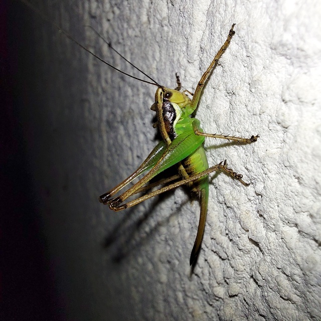 Pachytrachis gracilis - karcsú szöcske