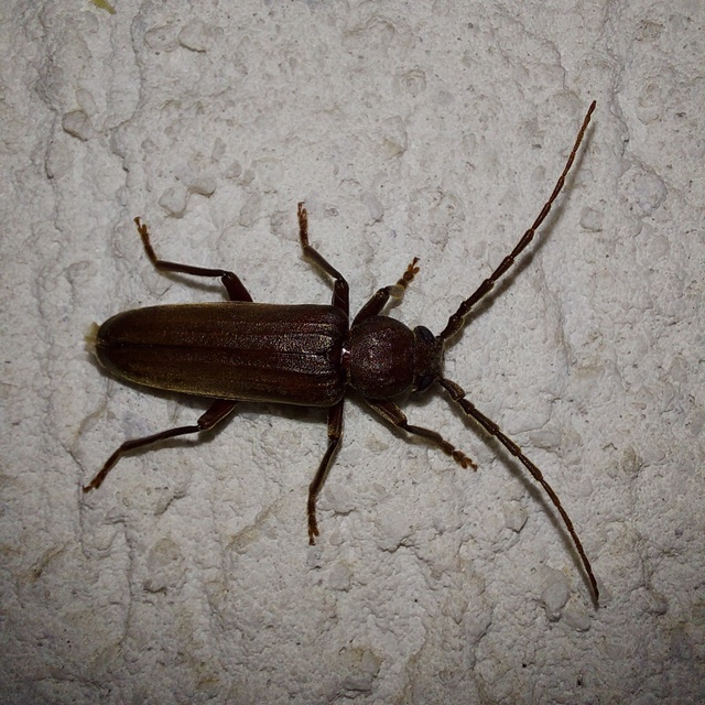 Arhopalus rusticus - gödrösnyakú cincér