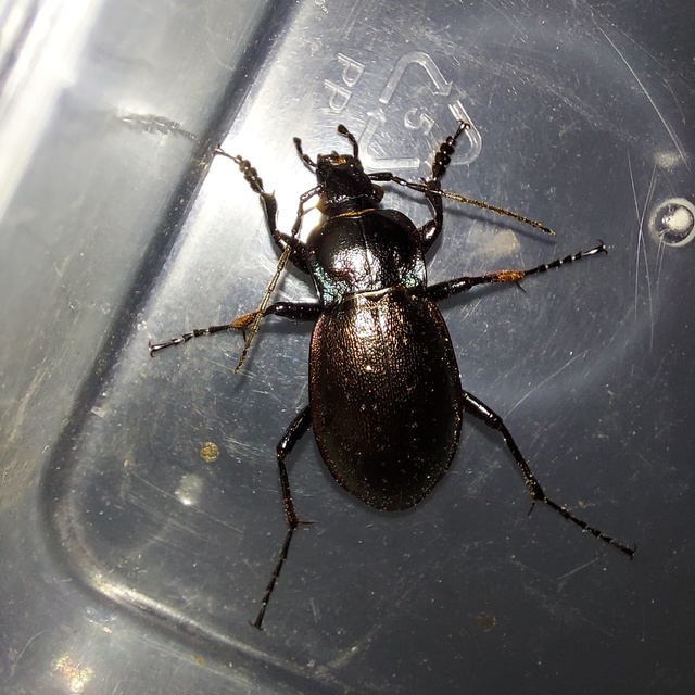 Carabus nemoralis - ligeti futrinka