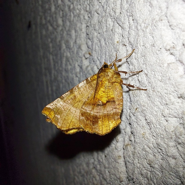 Selenia dentaria - kétfoltos holdasaraszoló