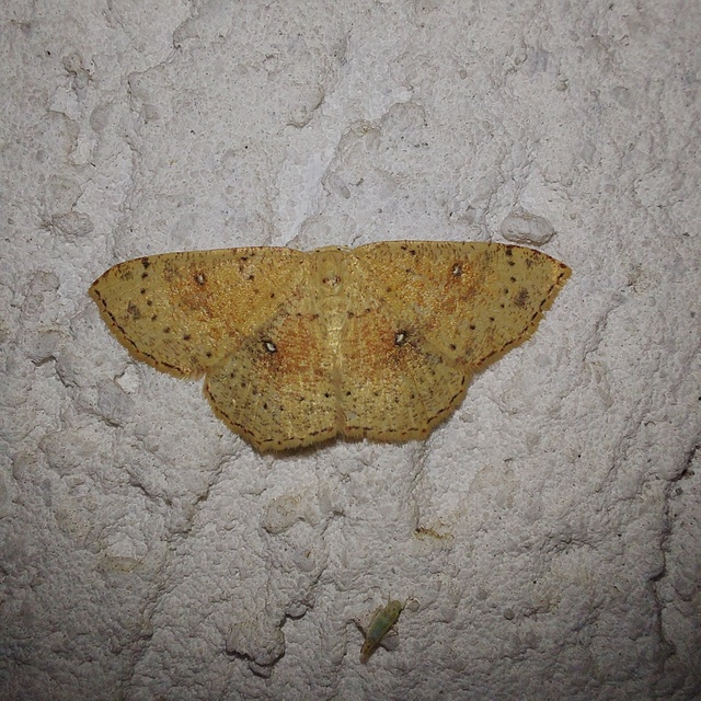 Cyclophora porata - körös pettyesaraszoló