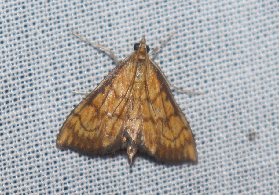 Ecpyrrhorrhoe rubiginalis - rozsdavörös tűzmoly