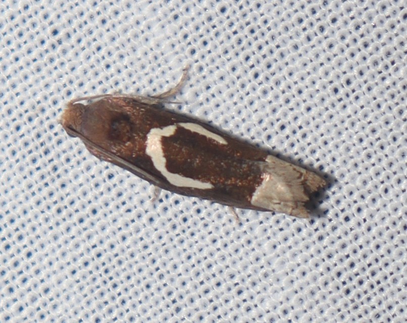 Epiblema foenella - kampósfoltú tükrösmoly