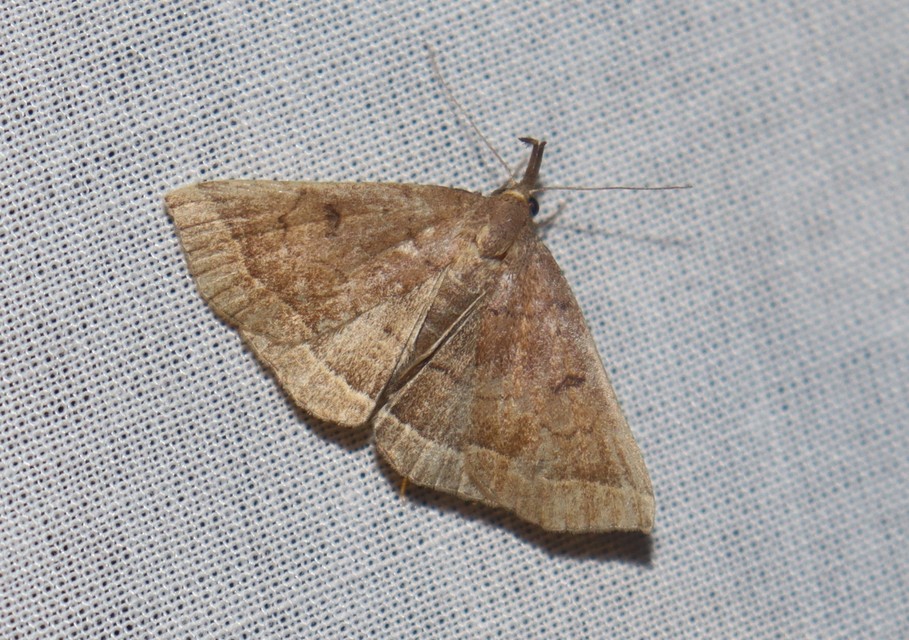 Pechipogo plumigeralis - tollascsápú karcsúbagoly