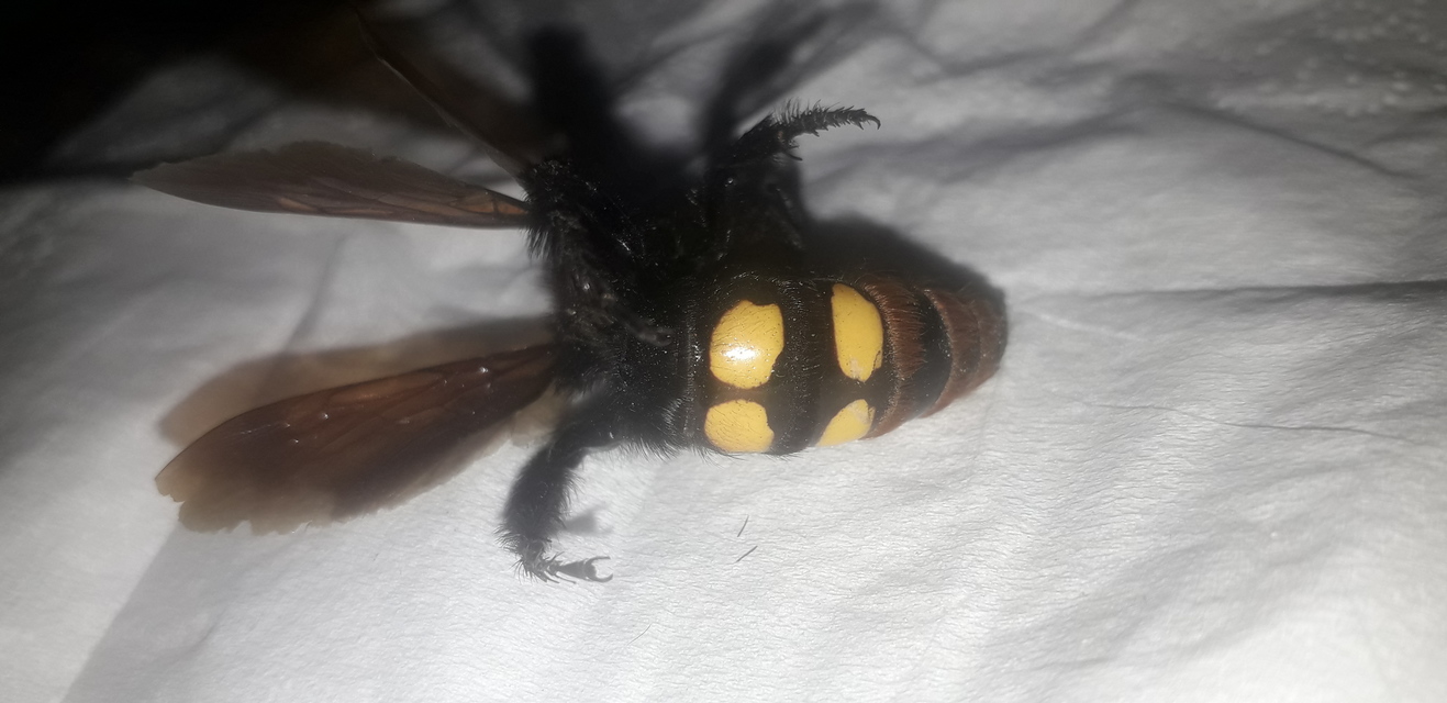 Megascolia maculata - óriás-tőrösdarázs