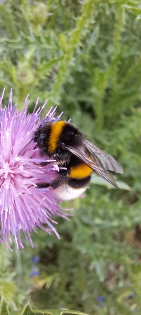 Bombus terrestris/lucorum
