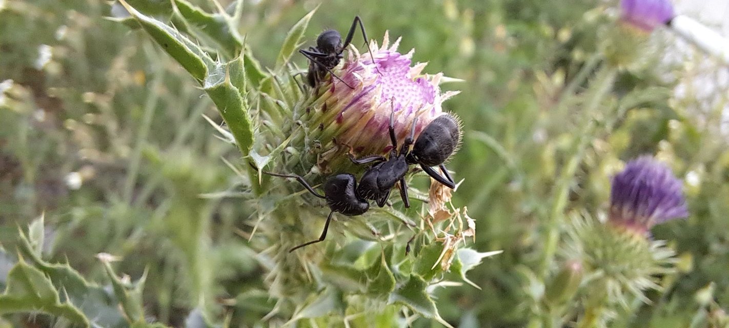Hymenoptera - Hártyásszárnyúak Hymenoptera - Hártyásszárnyúak