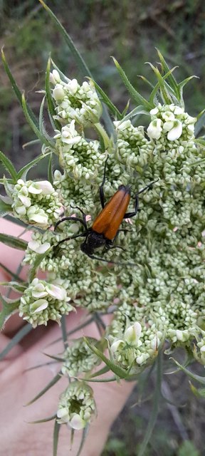 Stictoleptura fulva - vörhenyes virágcincér