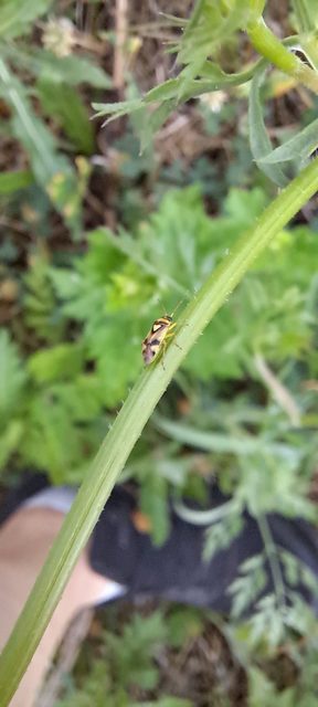 Miridae - mezeipoloskák