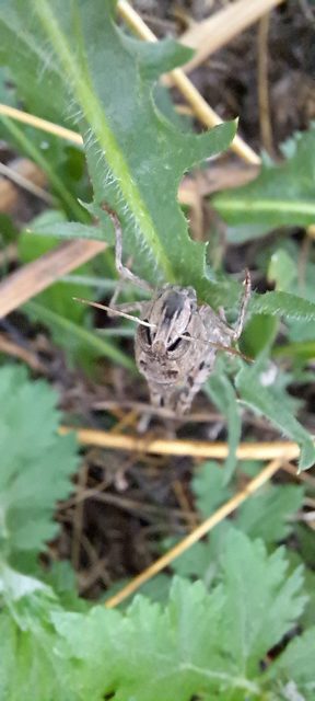 Calliptamus italicus - olaszsáska