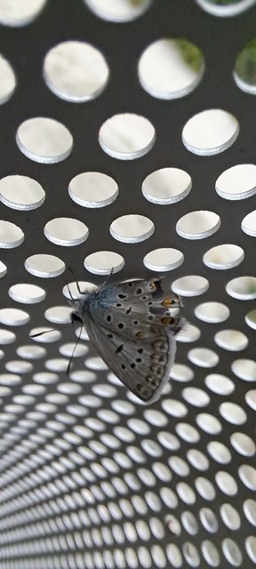 Polyommatus icarus - közönséges boglárka