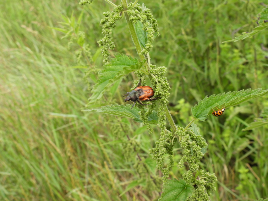 Anisoplia austriaca - osztrák szipoly