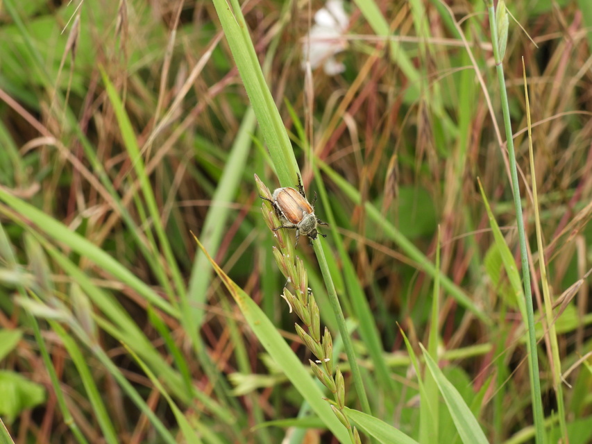 Chaetopteroplia segetum - rozsszipoly
