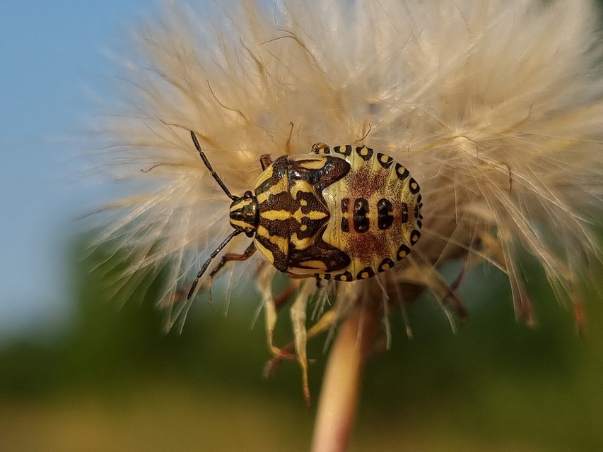 Carpocoris