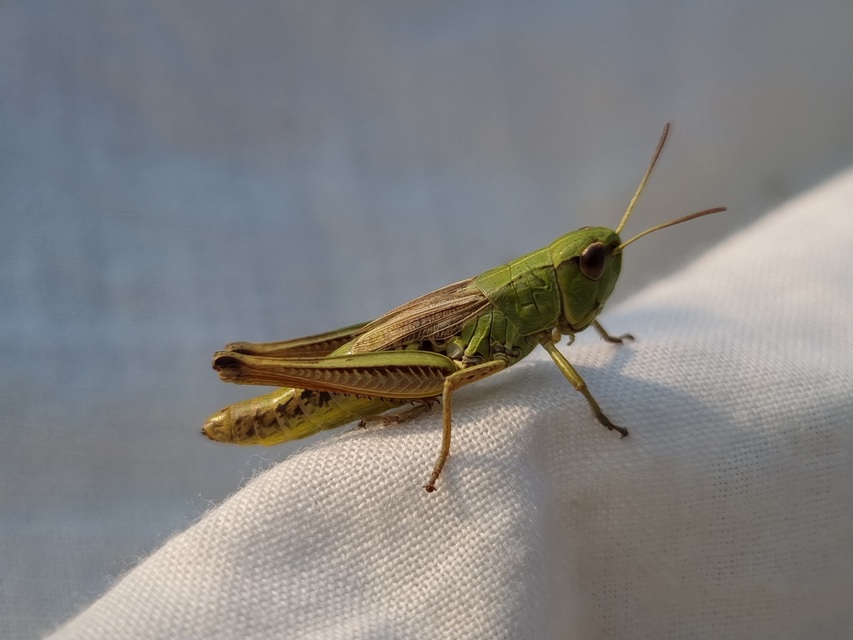 Pseudochorthippus parallelus - közönséges rétisáska