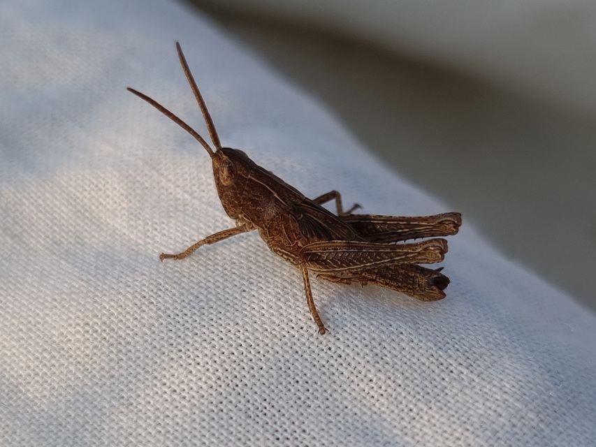 Chorthippus (Chorthippus) (subgenus)