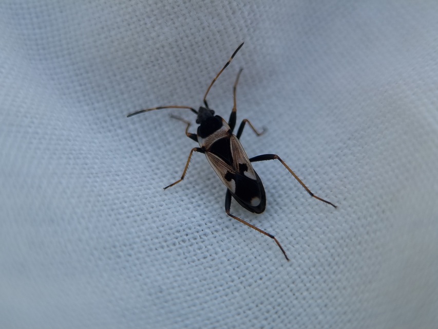 Raglius confusus