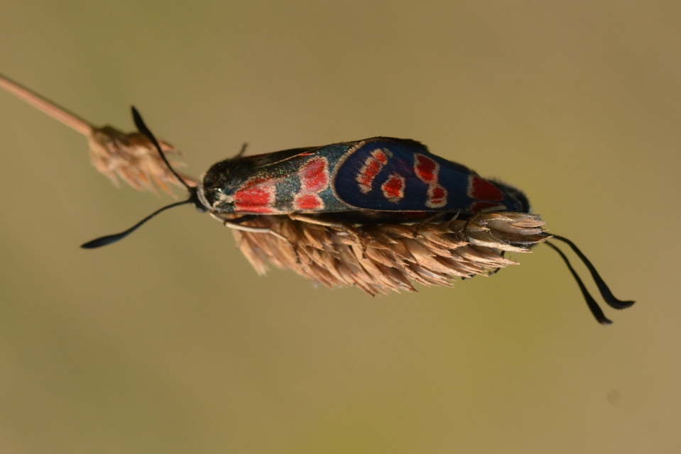 Zygaena carniolica - fehérgyűrűs csüngőlepke