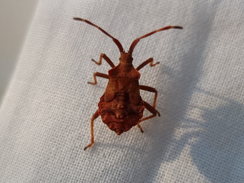 Coreus marginatus - közönséges karimáspoloska