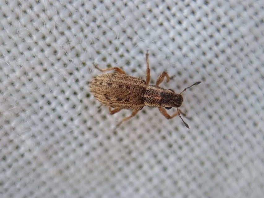 Sitona macularius - borsó-csipkézőbogár