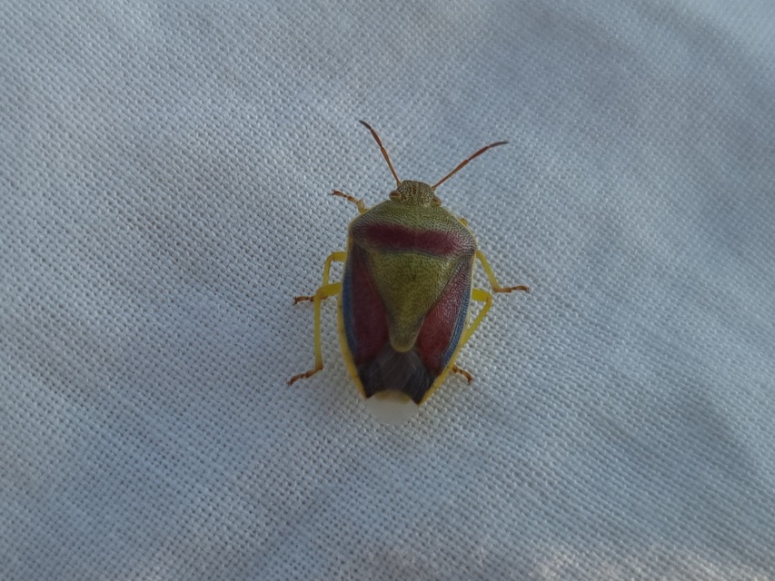 Piezodorus lituratus - bíboros címerespoloska Piezodorus lituratus - bíboros címerespoloska