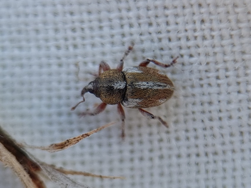 Tychius quinquepunctatus - borsó-tímárormányos