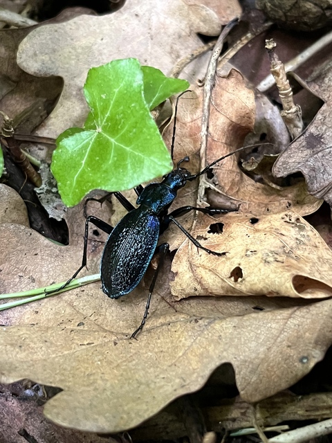 Carabus intricatus - kék laposfutrinka Carabus intricatus - kék laposfutrinka