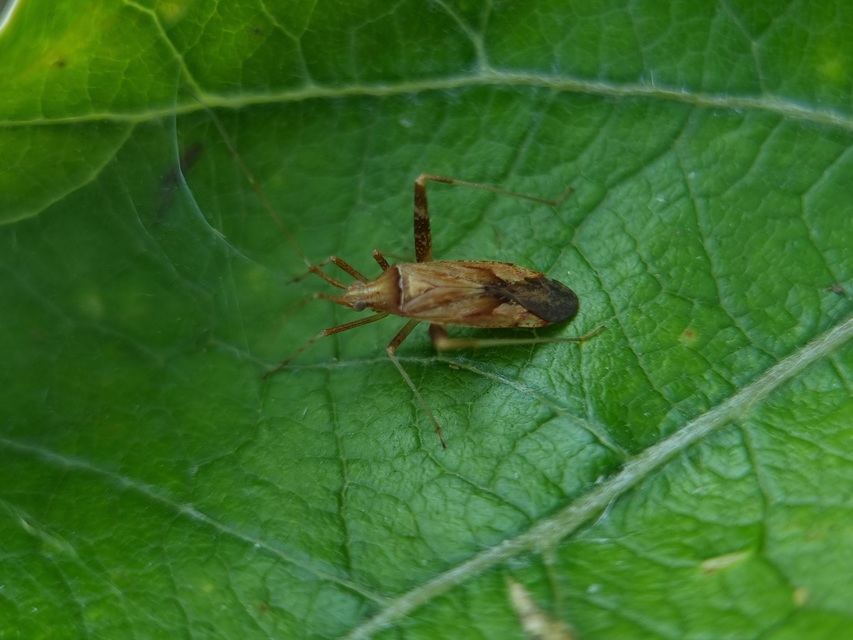 Phytocoris